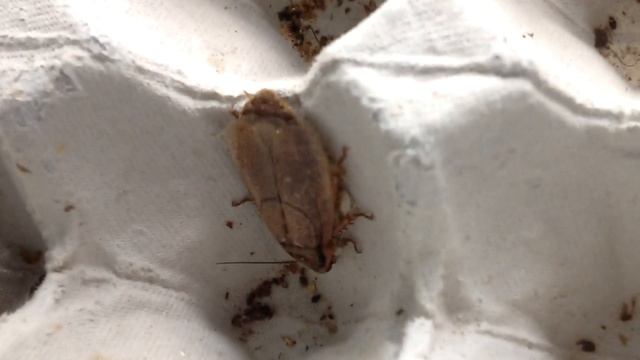 Wood Roaches babies (woodies) | Grow Your Own смотреть онлайн