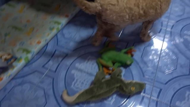 Dog Lover Bangkok Thai Soi Dogs get US Sponsor смотреть онлайн