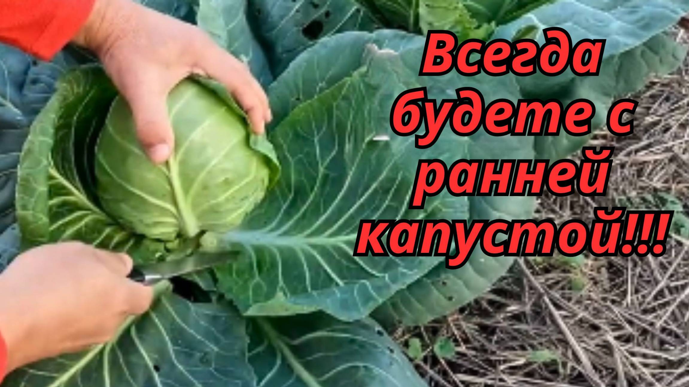 🌱 Когда сеять капусту на рассаду? Простые правила для отличного урожая! смотреть онлайн