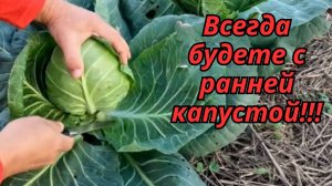 🌱 Когда сеять капусту на рассаду? Простые правила для отличного урожая!