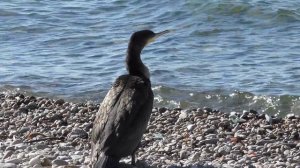 Большой баклан на Байкале. #птицы #баклан