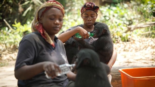 "The Apes that Die Without Love" смотреть онлайн