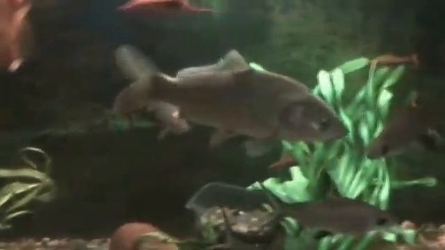 видео!!! дикий карпик в аквариуме смотреть онлайн