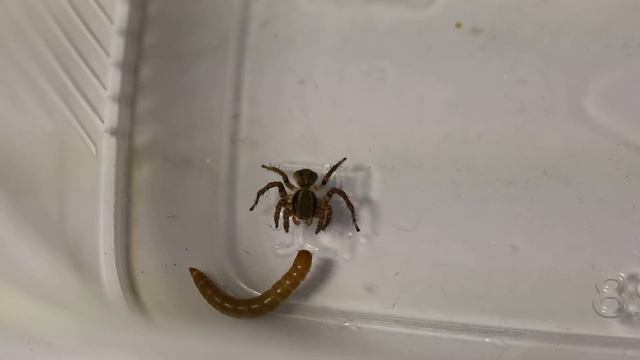 New aelurilline genus from South Africa 2 смотреть онлайн