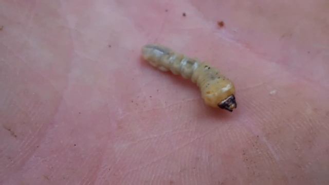 SOUTHERN PINE BEETLE biology and eradication смотреть онлайн