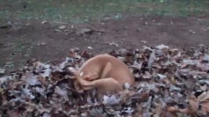 Funny Dog Poop Video 2!! *Warning Graphic Content*