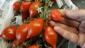 Прошло три месяца_ как хранится томат Пьенолло Дель Везувио