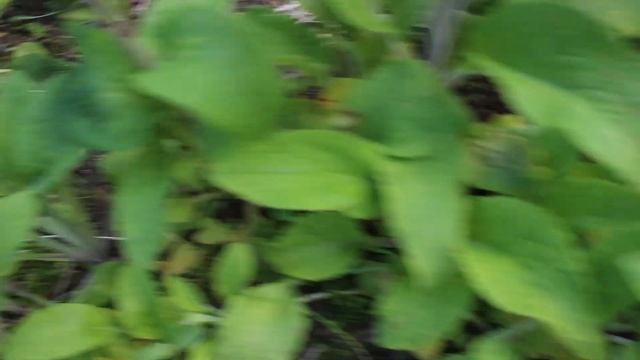 Цветы в июне, выращенные из семян! смотреть онлайн