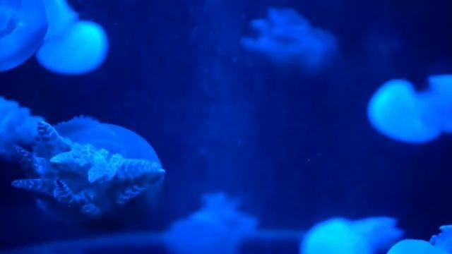 Aquarium Magique смотреть онлайн