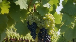 Виноград Зилга характеристика и описание, посадка и уход - Ягоды