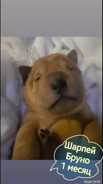 Шарпей Бруно 1 месяц смотреть онлайн