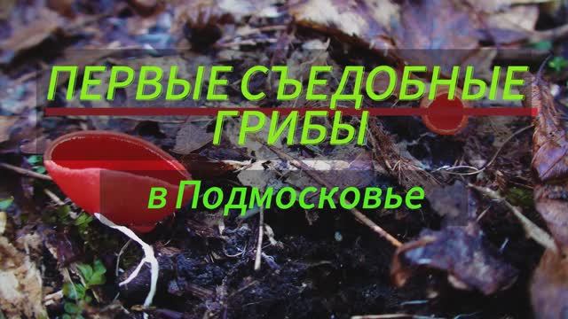 Первые весенние грибы. Саркосцифа. смотреть онлайн