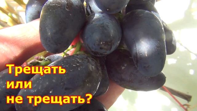 ВИКИНГи в Подмосковье. Почему я высадил 2-ой куст Викинга смотреть онлайн