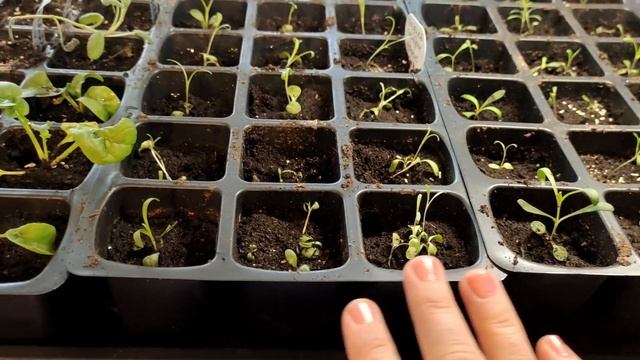 Садовый влог Прогулка по февральскому саду⛄️Рассада цветовРассаживаю первую партию петунии смотреть онлайн