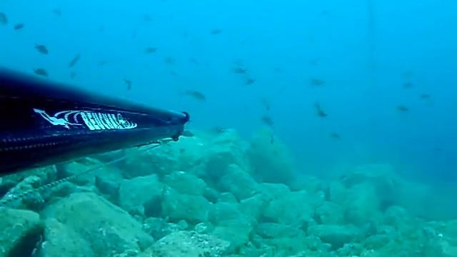 Barracuda in branco смотреть онлайн