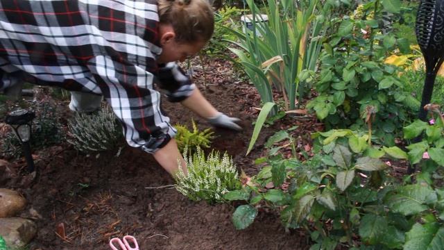 Сажаю красивые верески. Секрет хорошей зимовки смотреть онлайн