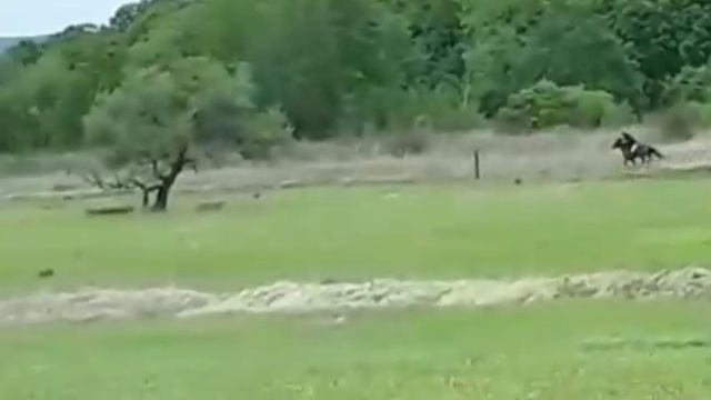 СКАЧКИ в Хороле