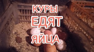 Почему куры едят яйца