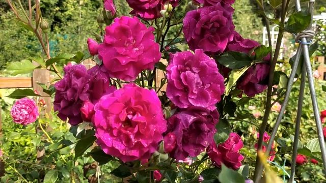 Цветут розы после ливней смотреть онлайн