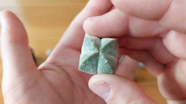Экзотика в доме. Размножение редких кактусов методом клонирования. смотреть онлайн
