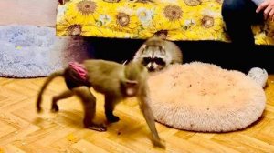 Люська заступаясь за Степу, Манюи любимую тыкву устроила просто ОХОТУ НА ЕНОТА