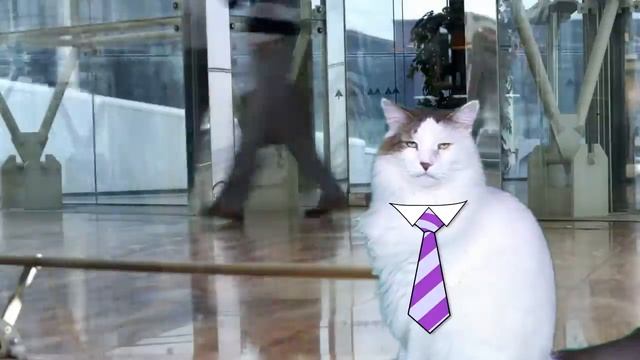 HAPPY BIRTHDAY LINCOLN! - EPIC CAT Happy Birthday Song смотреть онлайн