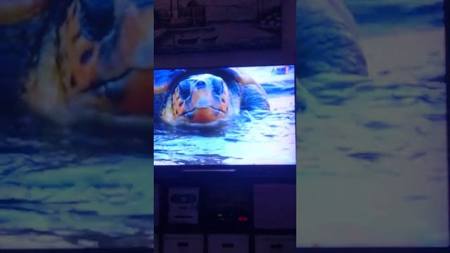 Ip tv turk kanallar смотреть онлайн
