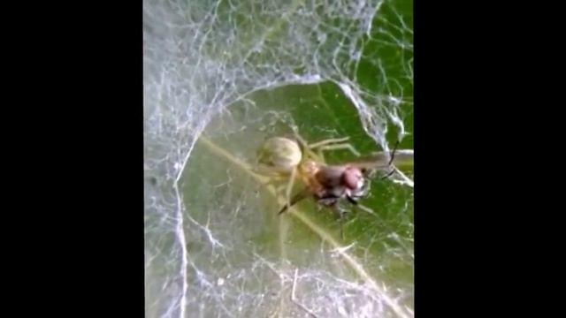 Green leaf web spider (Nigma walckenaeri) смотреть онлайн