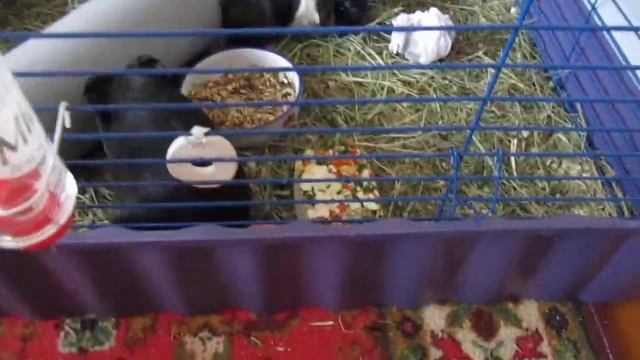 Поведение морской свинки при совместном проживании смотреть онлайн