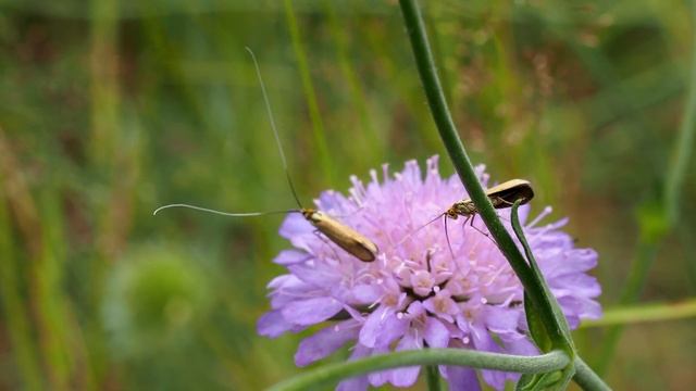Brassy Long-horn (Nemophora metallica) смотреть онлайн