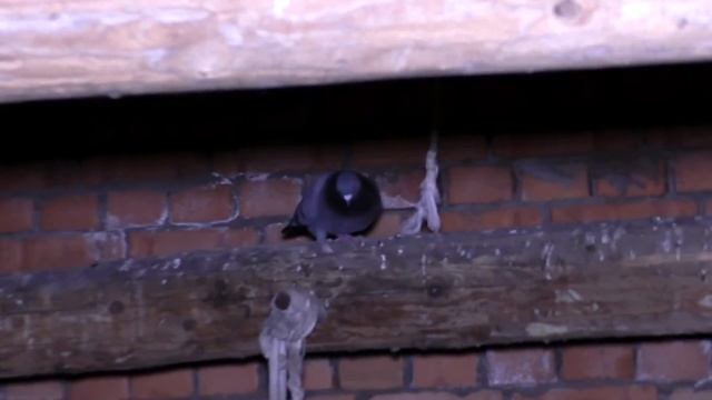 Заключье Ч.1. Голоса в Башне. В ПОИСКАХ ПРИЗРАКА смотреть онлайн