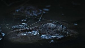 Тайный мир звуков с Дэвидом Аттенборо 2 серия «Любовь и соперничество» (документальный сериал, 2024)