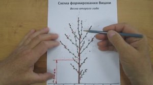 Схема обрезки вишни