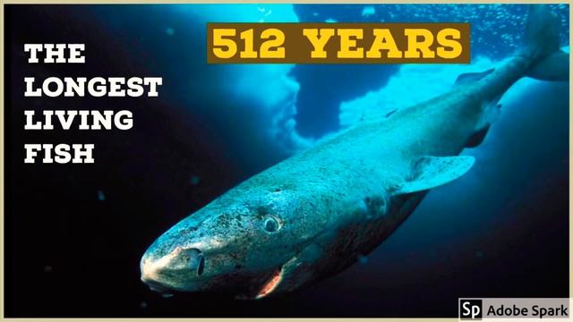 #7 THE LONGEST LIVING ANIMALS (sub-ita) смотреть онлайн