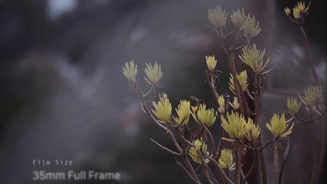 FilmConvert Nitrate Film Stock and Film Grain | DaVinci Resolve смотреть онлайн