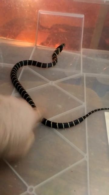 Кто там? смотреть онлайн