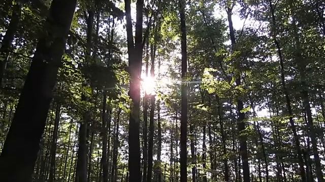 Relaxing Guided Meditation - Restore balance and calm in this ever changing fast paced world смотреть онлайн