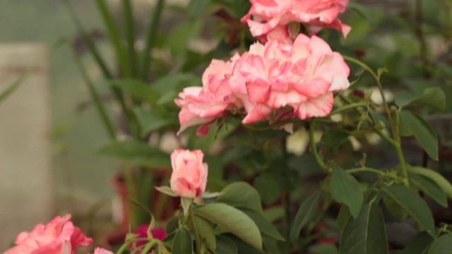 Роза шраб Ауф Ди Фройндшафт (Auf Die Freundschaft)