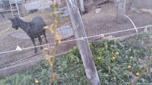 ежевика Гай,особенности в формировке и подвязке куста