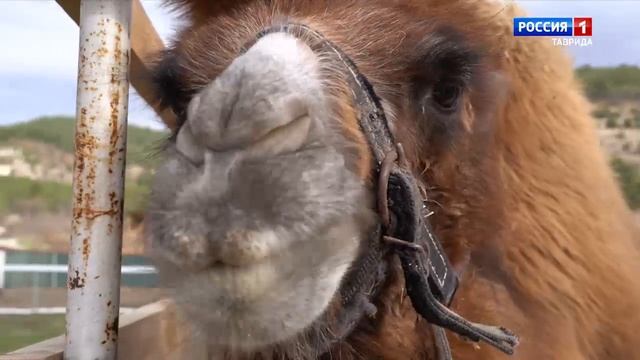 ВЕСТИ-КРЫМ «Звериные истории»: выпуск 02.04.2025