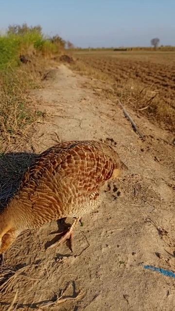 teetar surili boli смотреть онлайн