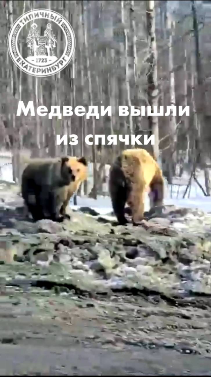 Медведи вышли из спячки смотреть онлайн