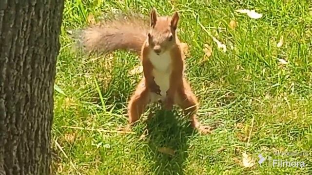 Забавная белочка издаёт разные звуки смотреть онлайн