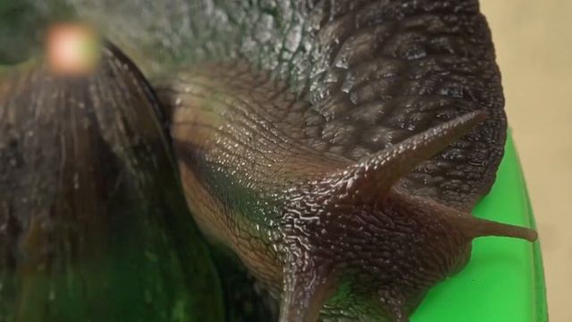 How to Start Snail Farming in Africa and How Much Money You Can Make From It смотреть онлайн