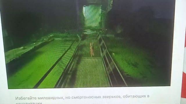кошка самурай@@@ смотреть онлайн