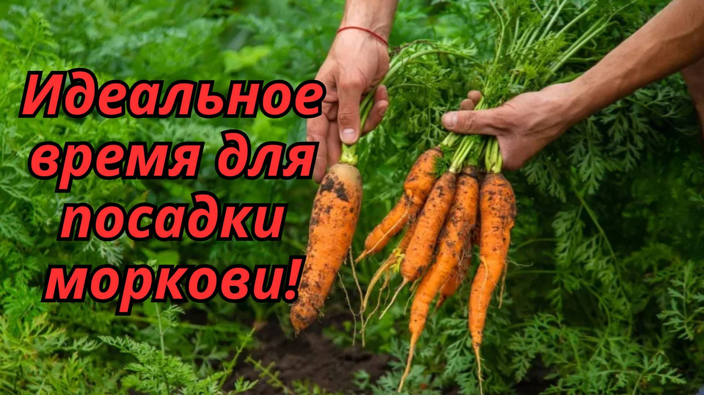 📅 Лучшие дни для посева моркови – проверено опытом! смотреть онлайн