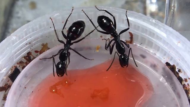 One of the largest Camponotus quercicola colonies from 2017 season смотреть онлайн