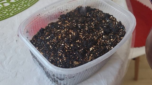 СЕЮ АСТРЫ ТОЛЬКО ТАК!ВСХОДЫ 💯 смотреть онлайн