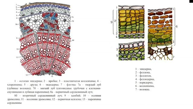 Юниор_Биология для начинающего олимпиадника(7 класс)_Тема_4 смотреть онлайн