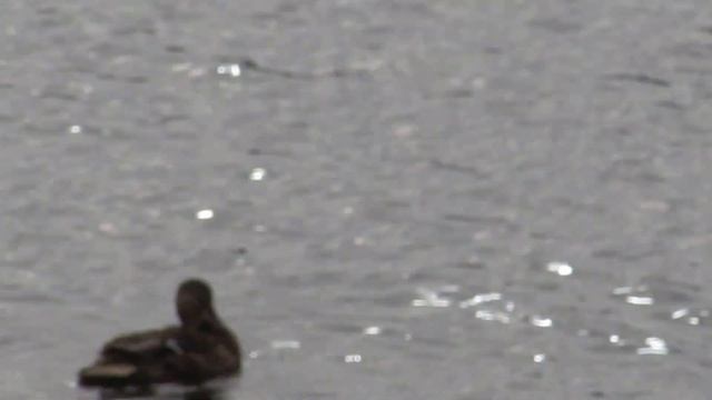 Утки на Волге в октябре смотреть онлайн